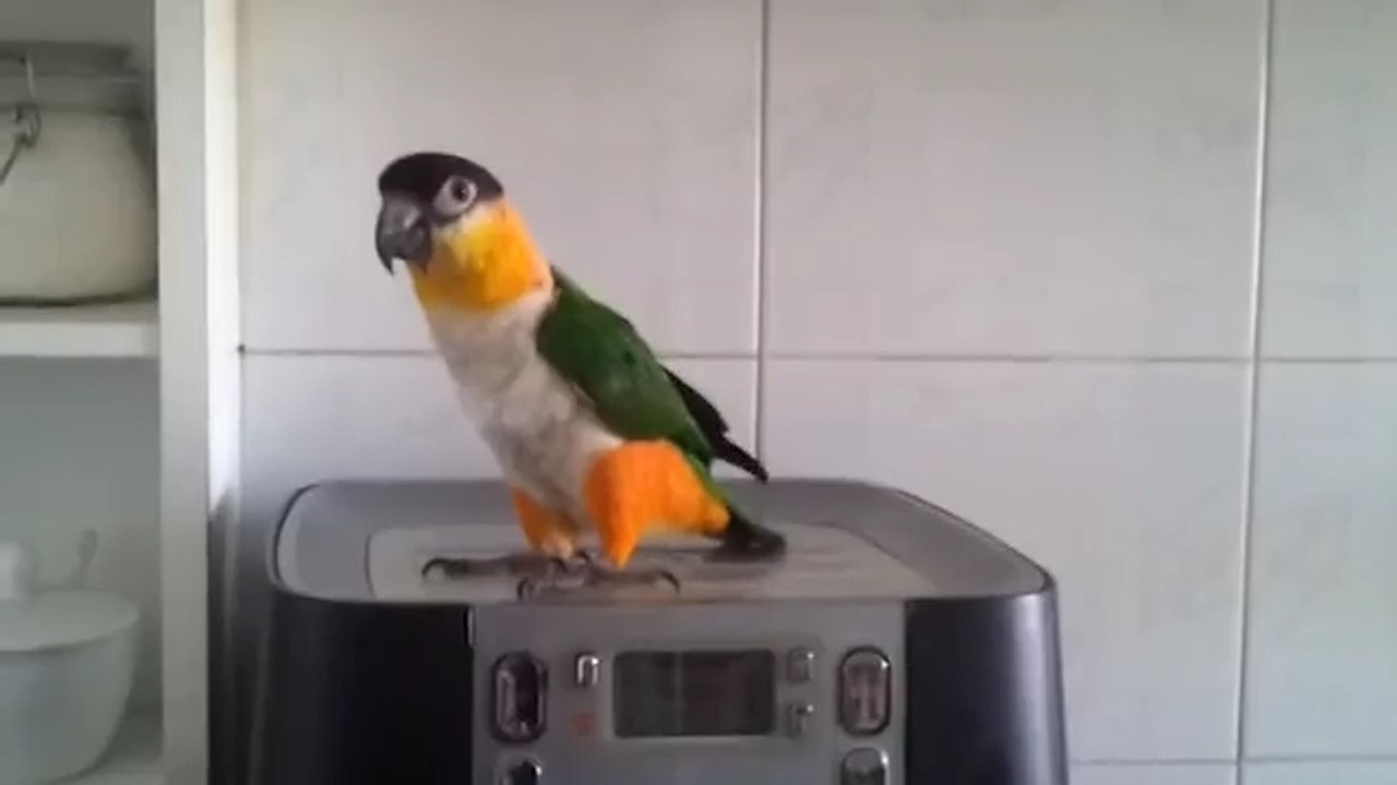 Попугайчик жжет