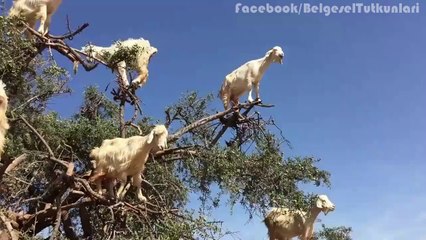 Bu keçiler komandolara taş çıkarır :)