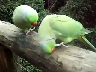 Диалог двух попугаев