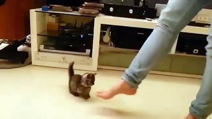 Ce petit chaton adore danser avec sa maîtresse