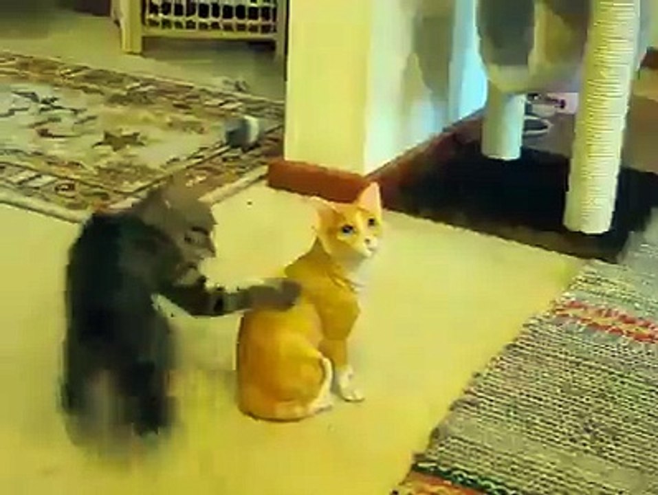 It's a kitty cat! Or is it..?
