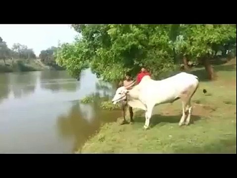 woow what a fantastic jump of this bull... must watch n share-Top Funny Videos-Top Funny