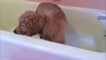Cute Golden Retriever Puppy Dog takes his batsh all by himself