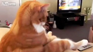 Cat and enjoy television