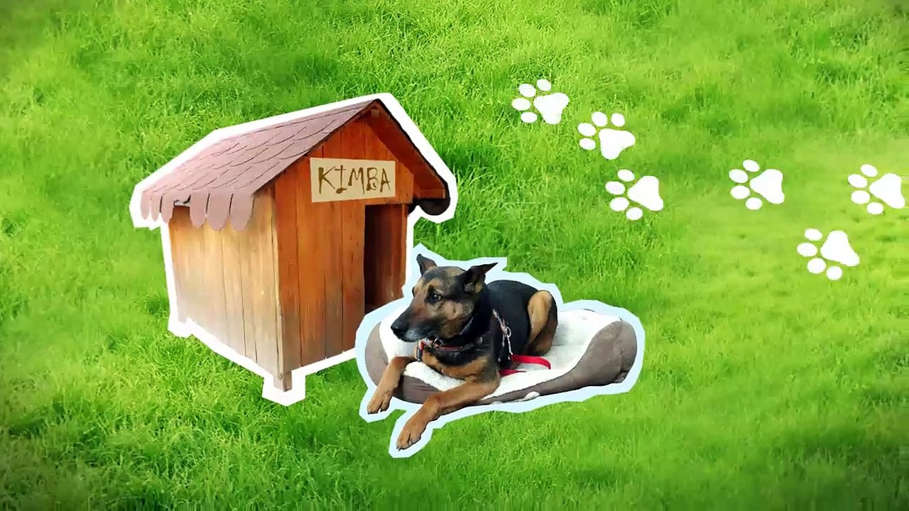 Dojímavé príbehy: Zachránili ich na miestach, kde by ste psa nečakali