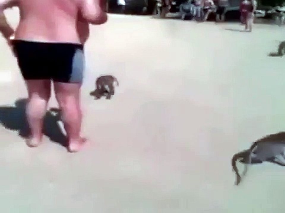 Des singes baissent son maillot !
