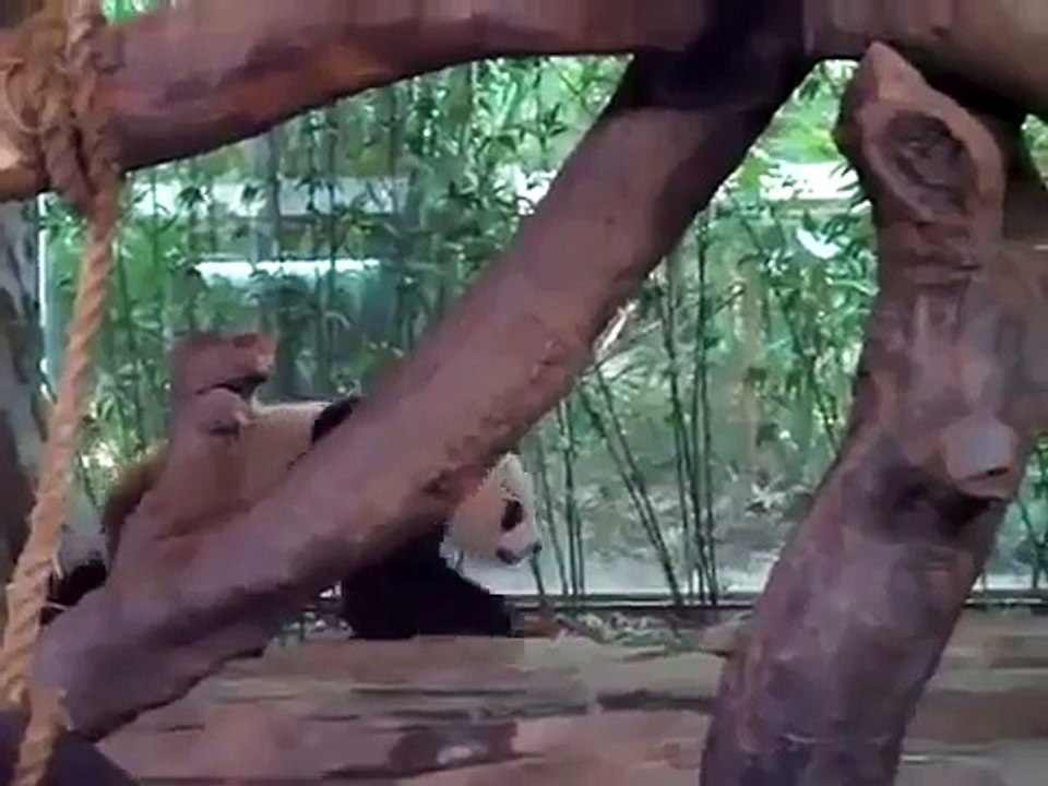 panda blagueur