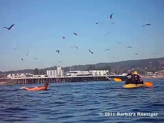 Une baleine effraie une surfeuse