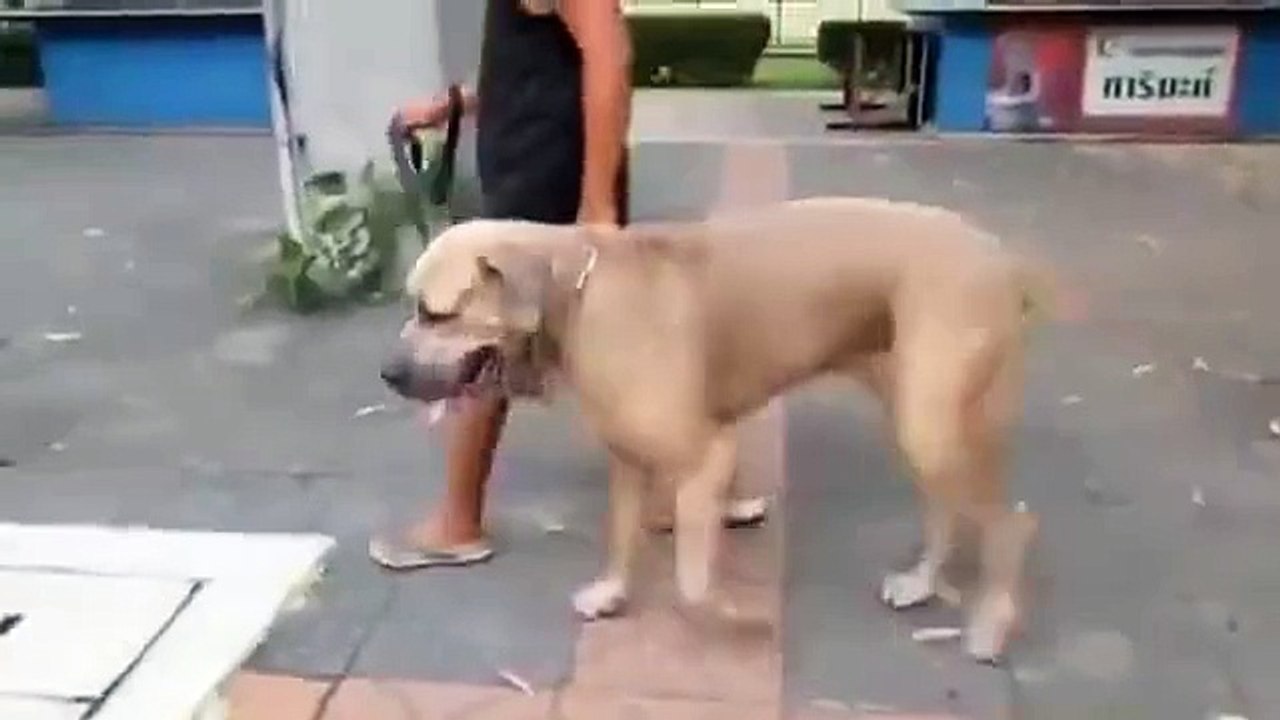 A Cat Defend Furiously For His Kiten