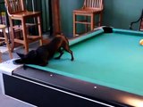 Un pinscher nain joue au billard