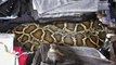 Snakes at a flea market, customer finds 8-foot Burmese python hidden in clothes