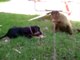 Monkey, gorilla, funny videos, funny animals, dogs, cats, pets, comedy,snakes, lions,pupp2014y