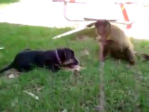 Monkey, gorilla, funny videos, funny animals, dogs, cats, pets, comedy,snakes, lions,pupp2014y