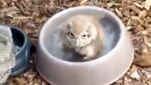Un bébé chouette prend  son bain dans la gamelle d'un chien... Trop mignon!