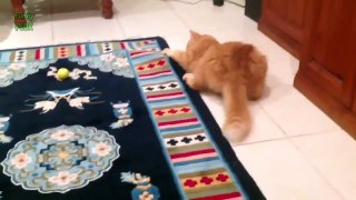 Funny Spazzy Cats Compilation 2015 [HD]