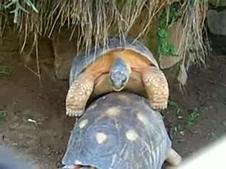 C'est chaud chez les tortues!!