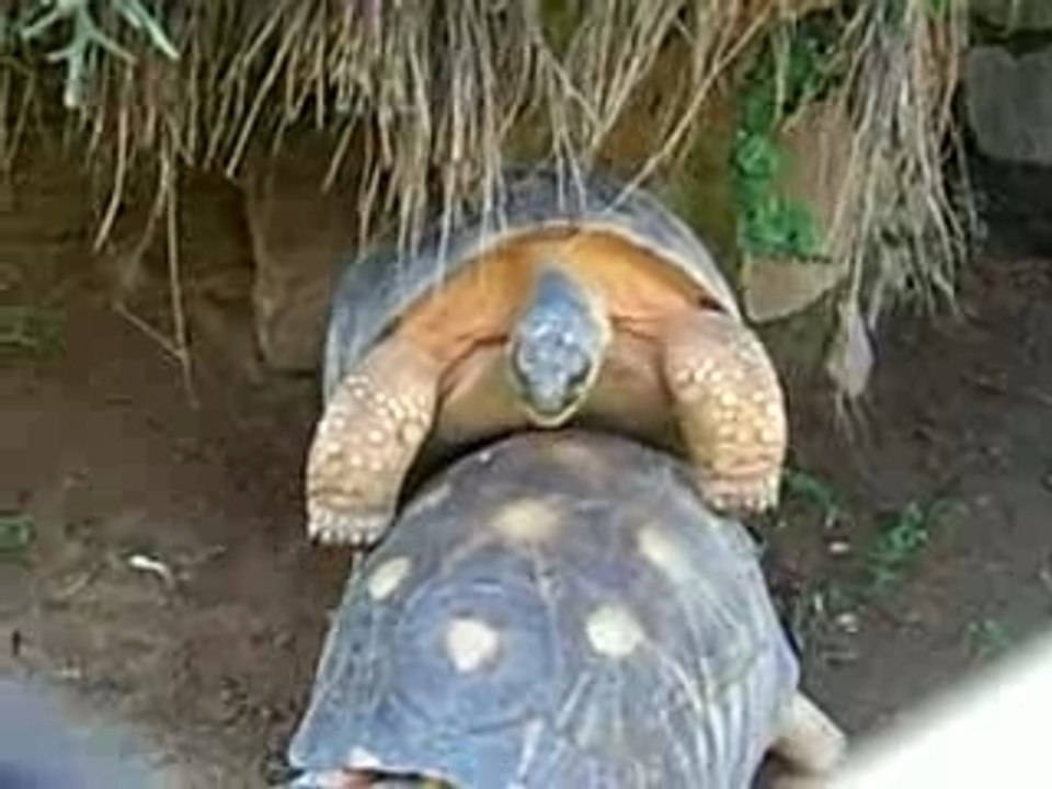C'est chaud chez les tortues!!