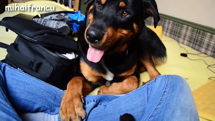 Best Of Dogs Meeting Kittens For The First Time Compilation 2015