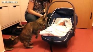 Best Of Funny Cats And Dogs Meeting Babies For The First Time Compilation 2014