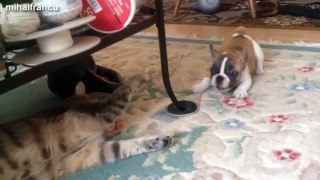 Cat And Bulldog  Funny Videos Compilation