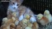 Cats Adopting Baby Birds Compilation 2014 [NEW] - FUNNY and CUTE