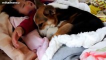 Cats And Dogs Sleeping With Babies Compilation 2014 [NEW]