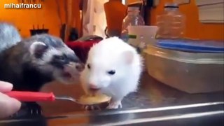 Cute Funny Ferrets Compilation 2014 [NEW]
