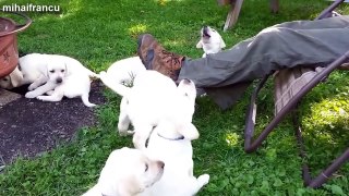 Cute Puppies Compilation  NEW