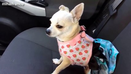 Cute Puppies Howling Compilation 2015  NEW