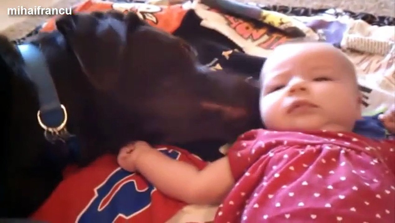 Dogs Love Babies Compilation 2014 [NEW]