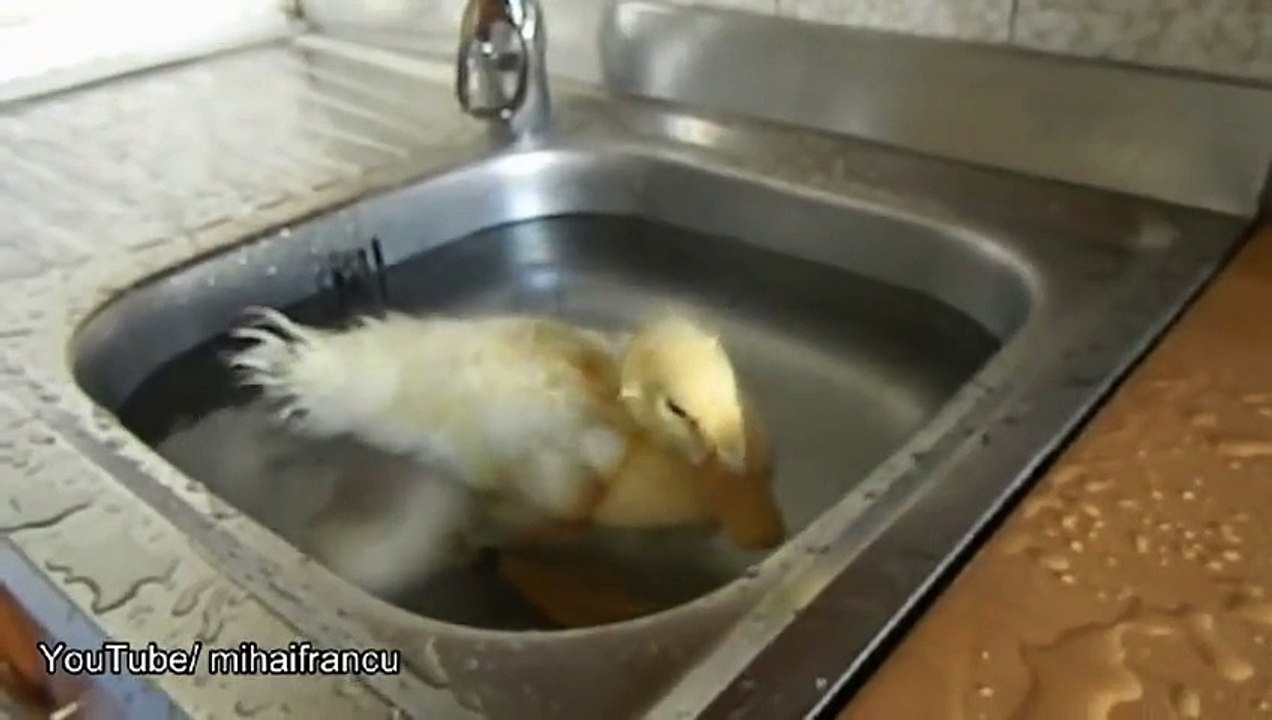 Duckling in the kitchen sink