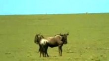 ABZebra - Animal Follies