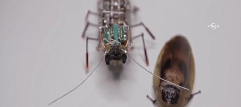 Rus bilim insanları robot hamam böceği üretti