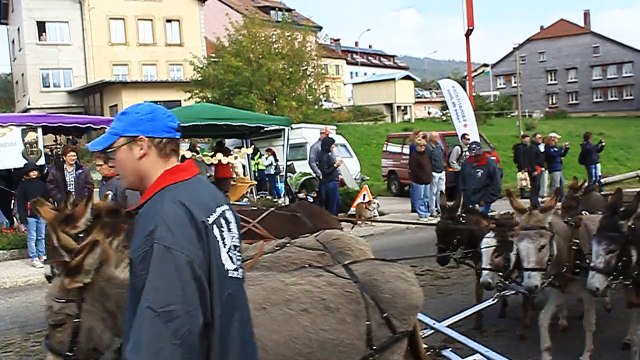 attelage exceptionnel : 25 ânes tirant une charrette