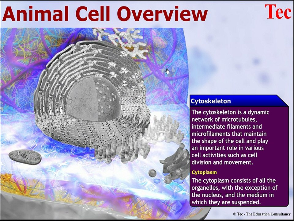 Biology Animations Video