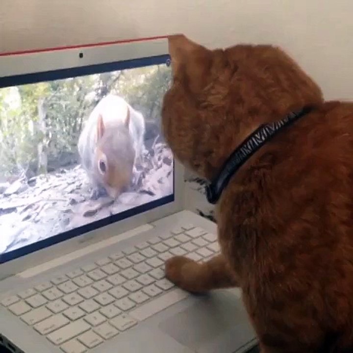 Chat désorienté par un écureuil