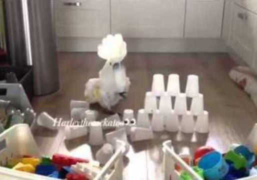 Cheeky Cockatoo Wreaks Havoc