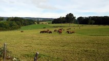 Les vaches Salers dans le Cantal