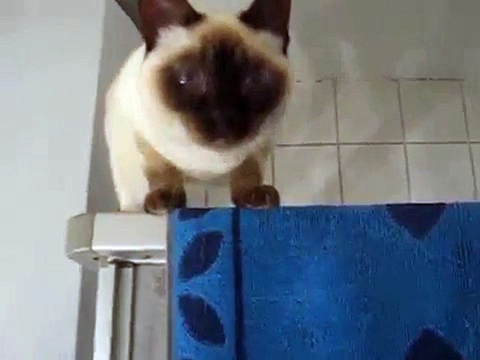 Le plus DRÔLE, chat ÉCHOUE 2014 drôles vidéos DRÔLES ACCIDENT VIDÉOS Drôles de chat tombant chat échouer drôle