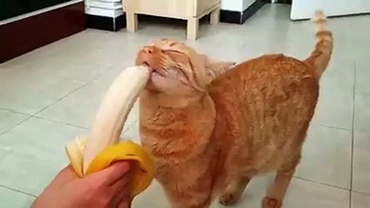 Cat Loves Banana