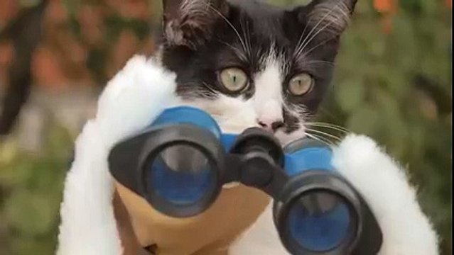 Les chats attaqués dans Walking Dead - Chats VS Zombies