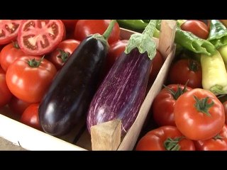 Nekoliko saveta za gajenje stamene paulovnije!_411_01.08.2015.