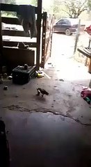Little Chicken vs Big Hen Amazing Fight Video