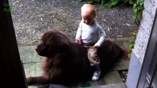 Funny Babies Riding Dogs Compilation 2015 [NEW HD]
