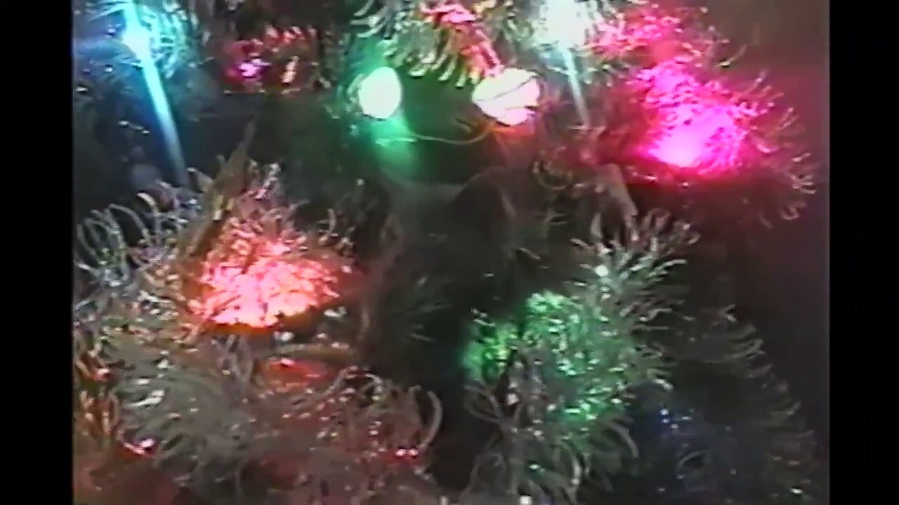 Cats In Christmas Trees  Compilation