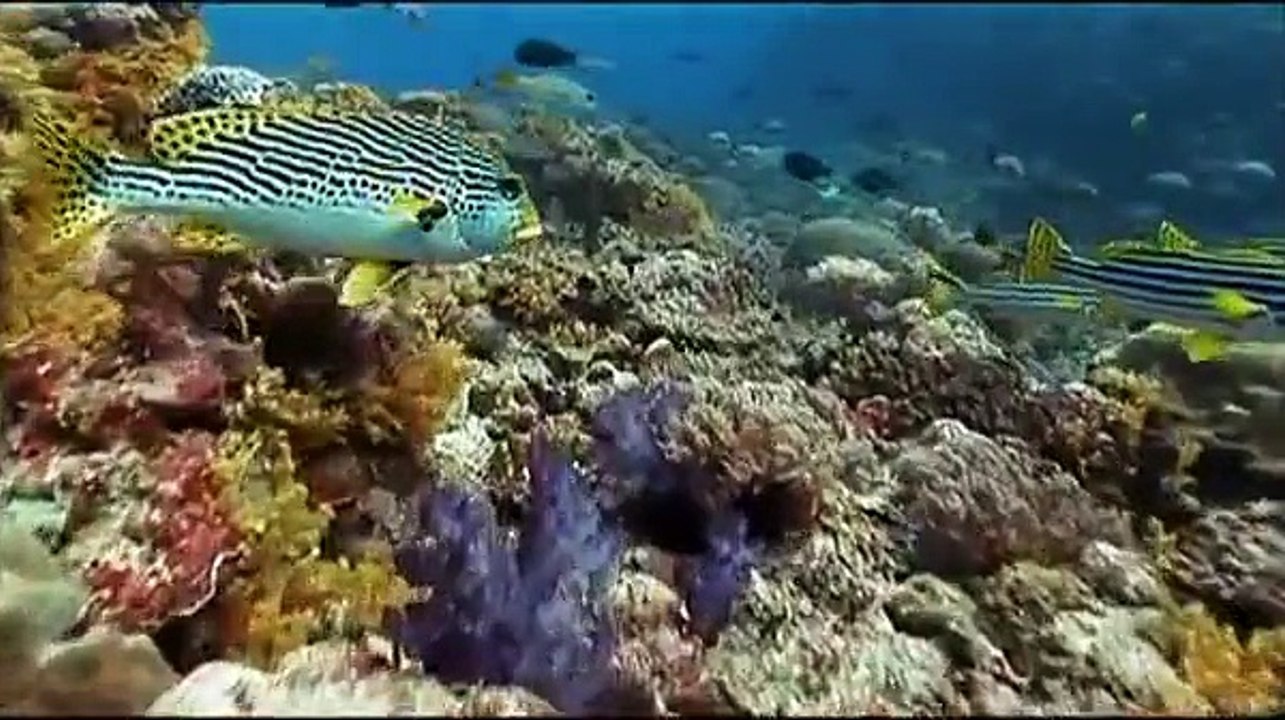 THE EVOLUTION OF EYES   NOVA   EVOLUTION   Discovery Science Animals full documentary