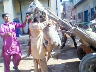 Punjab police pakistan