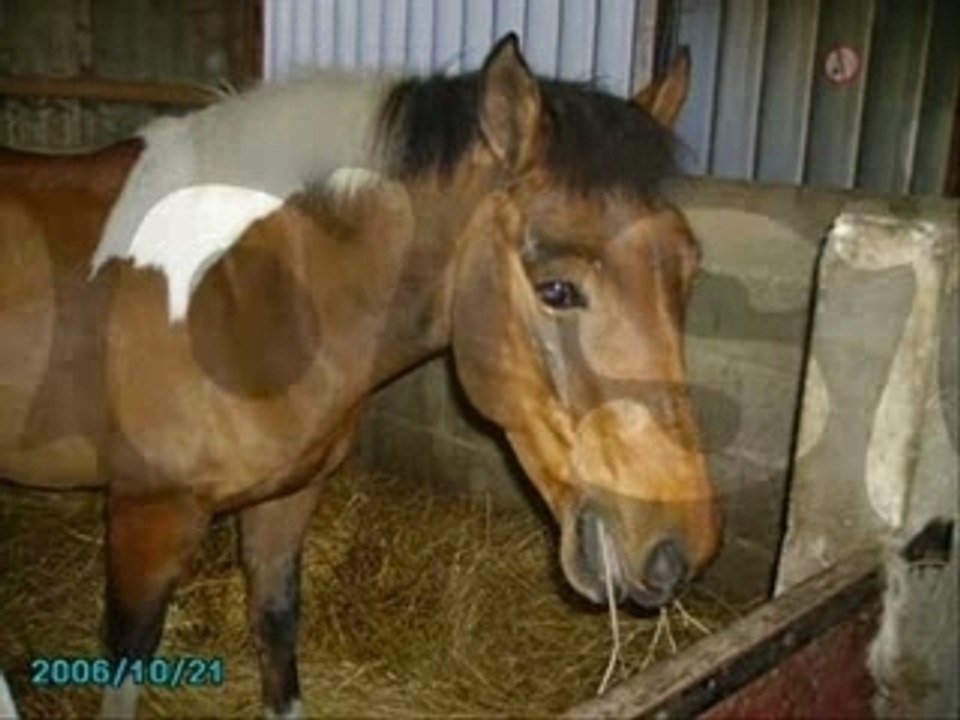 dada du centre équestre