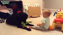 Bébés mignons jouant avec Chiens Labrador Chiens Amour Bébés Compilation [HD VIDEO]