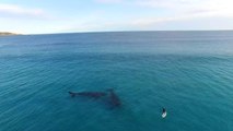 Paddle Boarding with Whales, Esperance Australia